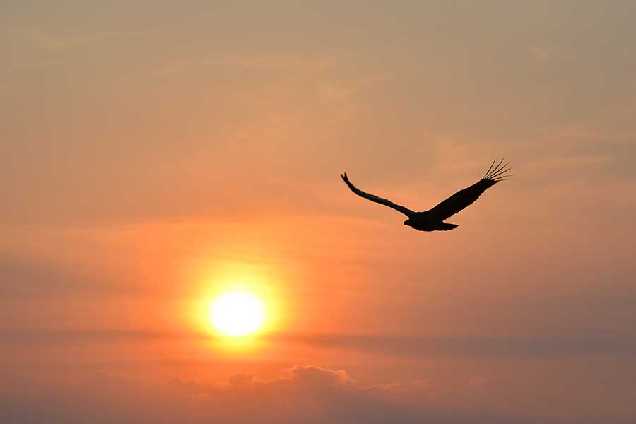 A silhouetted bird flies while the sun rises.